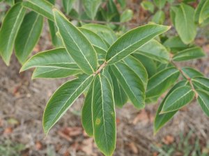 Lagerstroemia limii