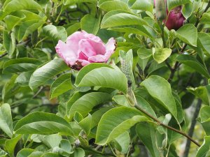 Magnolia ‘Yaeko’