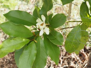 Raf’s Magnolia