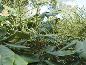 Schefflera delavayi