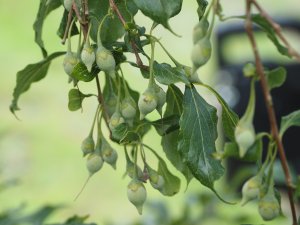 Styrax formosanus var. hayatianus