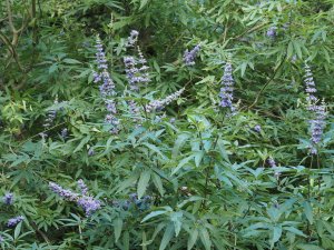 Vitex agnus-castus