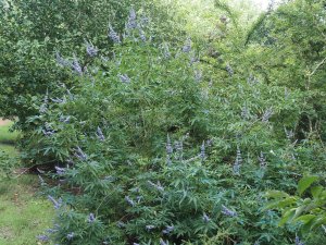 Vitex agnus-castus