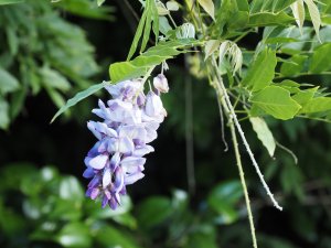 Wisteria