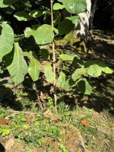 Calliandra surinamensis