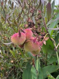 Phellodendron japonicum