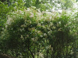 Eupatorium ligustrinum