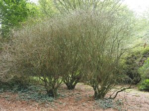 Three dead rhododendrons