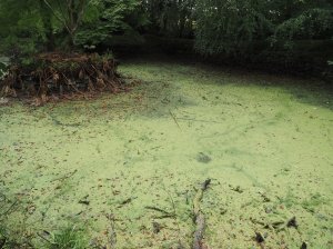 Burncoose pond