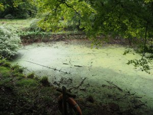 Burncoose pond