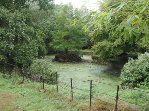 Burncoose pond