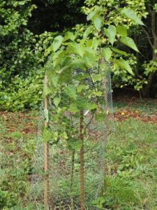 Catalpa bungei f. duclouxii