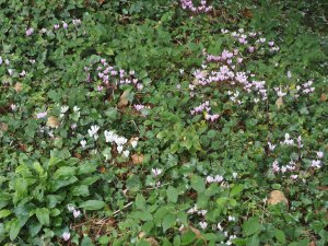 Multicoloured Cyclamen