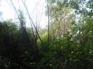 Phyllostachys nigra.