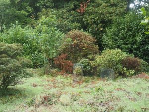 Dead rhododendrons