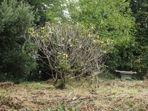 Dead rhododendrons