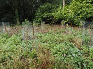 Few casualties in last autumns planting