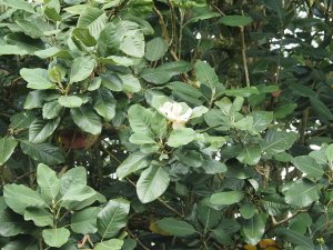 Magnolia delavayi
