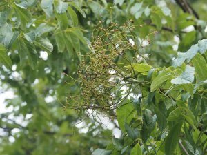 Meliosma oldhamii