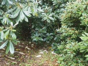 Rhododendron macabeanum