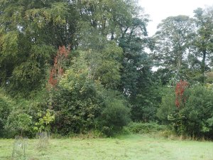 squirrel damage on young sycamores