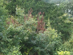 squirrel damage on young sycamores