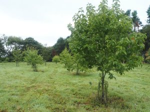 yellow magnolia planting