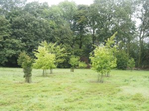 yellow magnolia planting