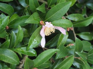 Camellia sasanqua