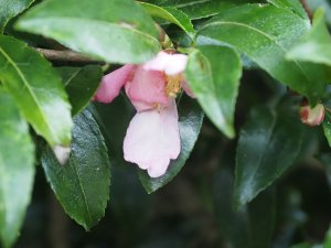 Camellia sasanqua