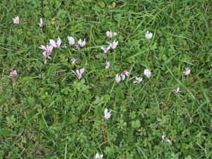 Cyclamen