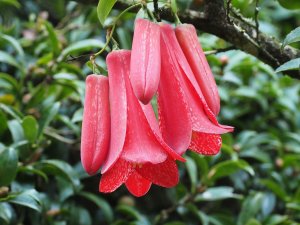 Lapageria rosea ‘Picotee’