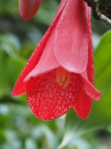 Lapageria rosea ‘Picotee’