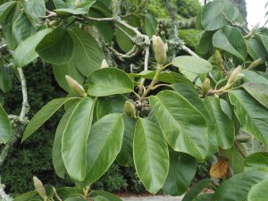 Magnolia ‘Delia Williams’