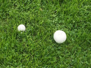 Mushrooms