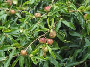 (white) Camellia sasanqua seeds