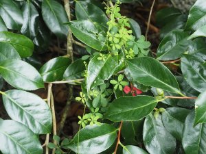 Tropaeolum speciosum
