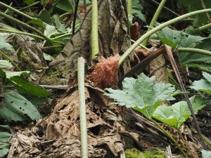 Gunnera manicata