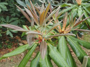 Rhododendron glanduliferum