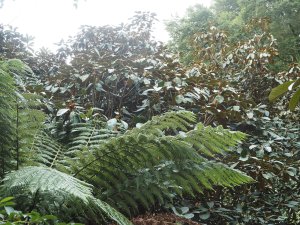 Rhododendron macabeanum