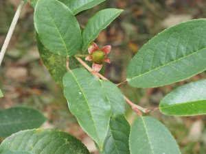 Stewartia pteropetiolata