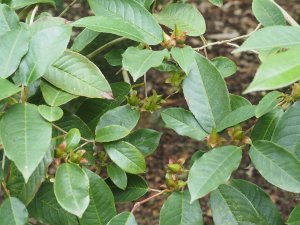 Stewartia pteropetiolata