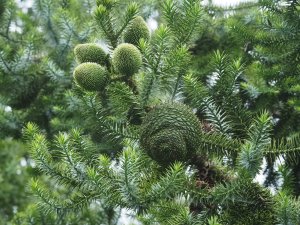Araucaria angustifolia