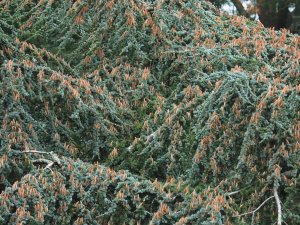 Cedrus atlantica ‘Glauca’