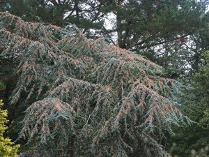 Cedrus atlantica ‘Glauca’