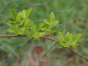 Eleutherococcus trifoliatus (RWJ 10108)