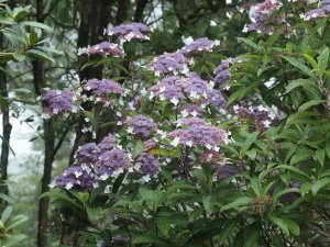 Hydrangea aspera