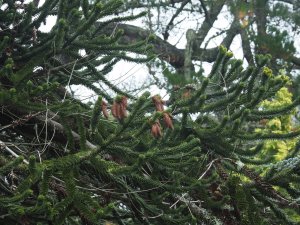 Monkey Puzzle