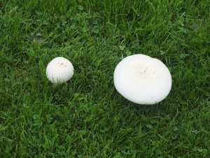 mushrooms