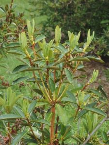 Rhododendron crassum